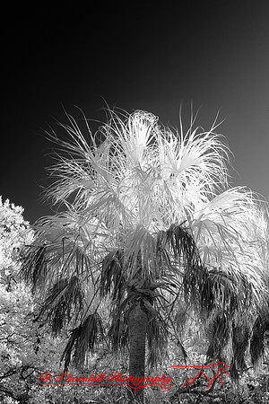 florida-2010-infrared-nature_22