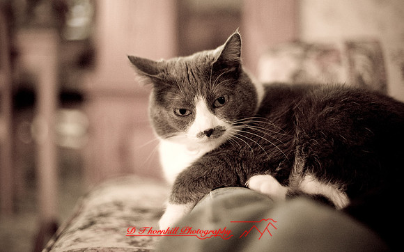 bastet_042