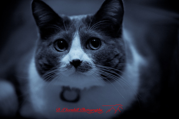 bastet_041