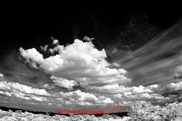florida-2009-nature-infrared_13.jpg