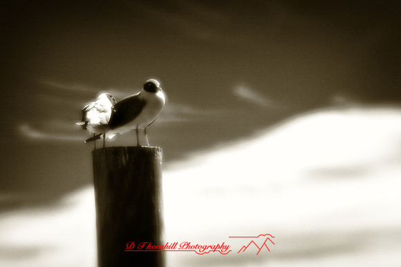 florida-2010-infrared-wildlife_01-nik