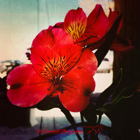 florida-2014-iphone-flowers-044