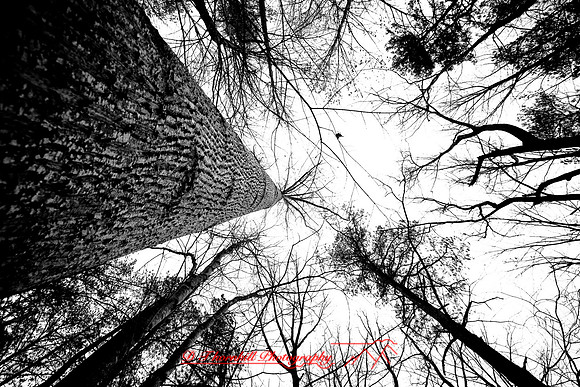 assorted_images-2007_103