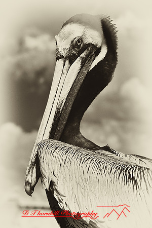 florida-2009-wildlife-infrared_08-nik.jpg