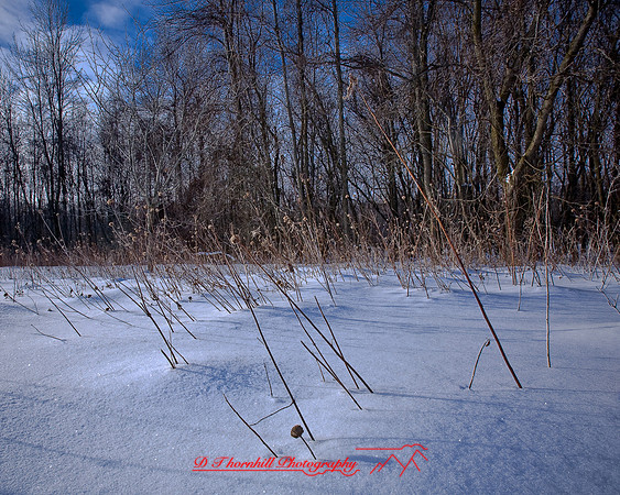 shiawassee_feb-2008_03