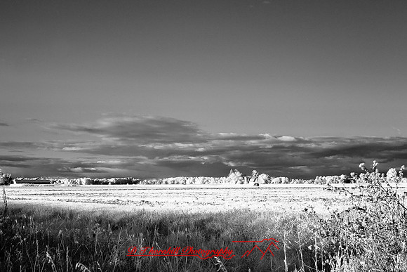 infrared-2008_133