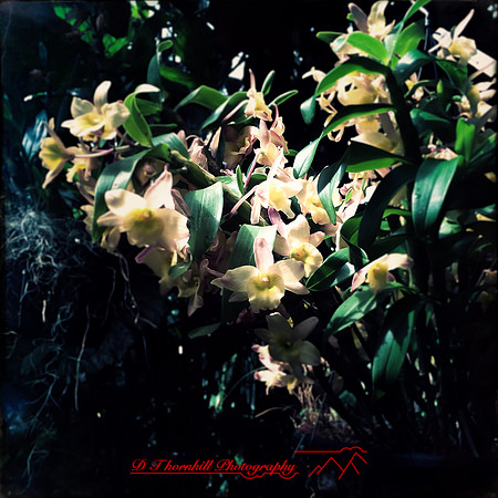 florida-2014-iphone-flowers-023
