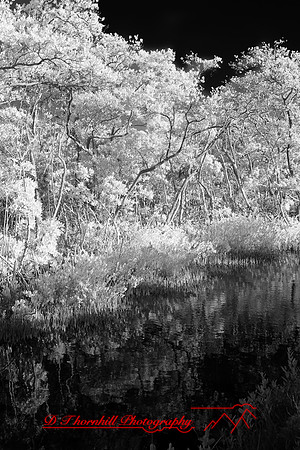 florida-2010-infrared-nature_26