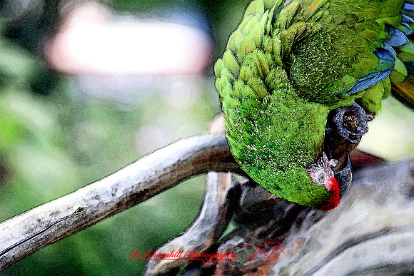 saginaw-zoo_12
