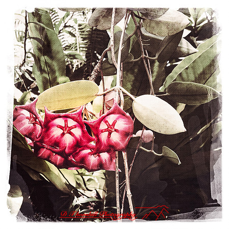 florida-2014-iphone-flowers-005