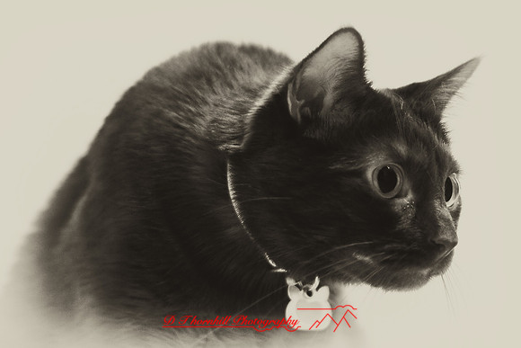 infrared-2009-pets_09-nik.jpg
