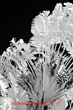 florida-infrared-nature-2011-23-nik