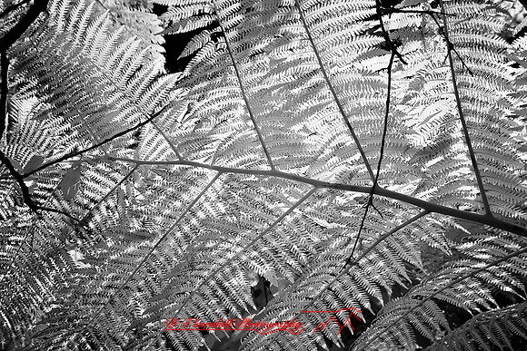 florida-2008-nature-infrared_31.jpg