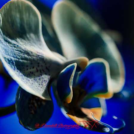 florida-nov-2014-flowers-006-nas