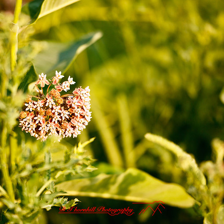 shaiawasses-may-2013-13