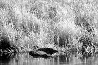florida-2008-wildlife-infrared_15.jpg