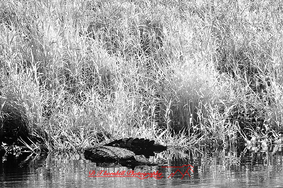 florida-2008-wildlife-infrared_15.jpg