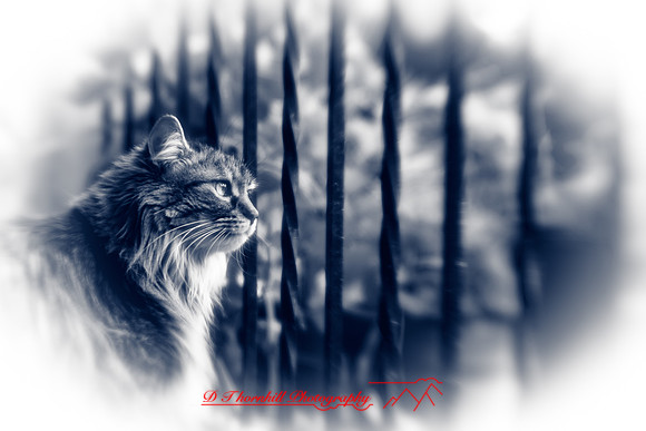 l-m_cats-2011-04-nas