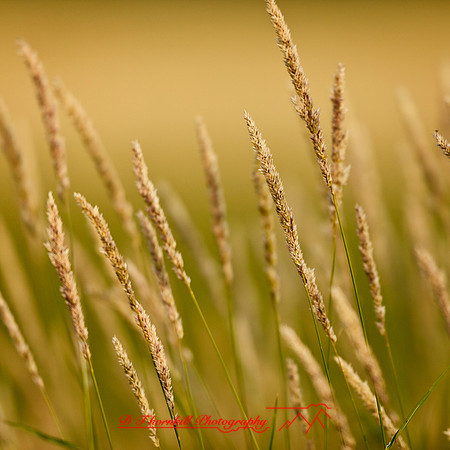 shaiawasses-may-2013-14