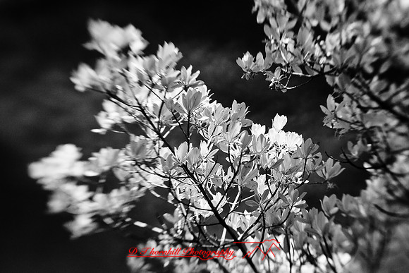 florida-2009-nature-infrared_19.jpg