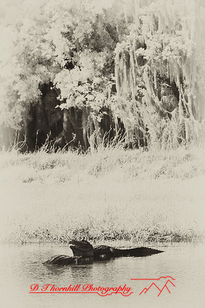 florida-2008-wildlife-infrared_30-nik.jpg
