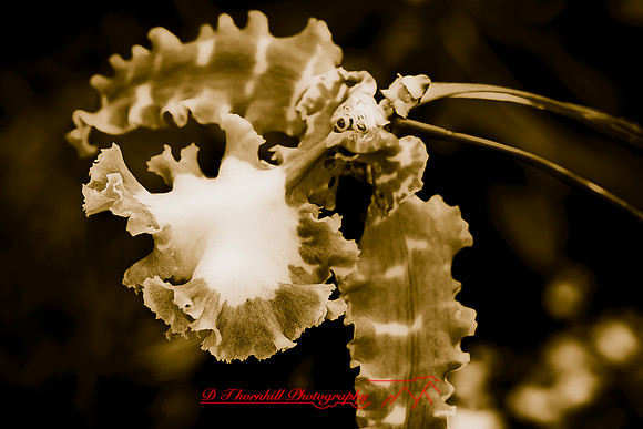 florida-flowers-2011-28