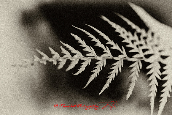 florida-2008-nature-infrared_24-nik.jpg