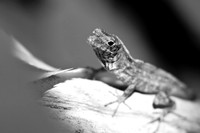 florida-2008-wildlife-infrared_03.jpg