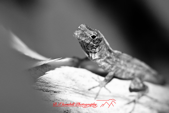 florida-2008-wildlife-infrared_03.jpg