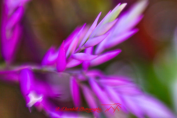 florida-2009-flowers_08-nik.jpg