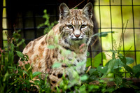 saginaw-zoo-2011-02-nas