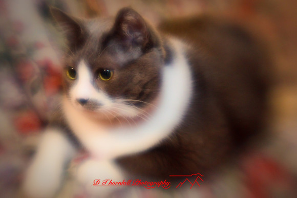 bastet_074.jpg