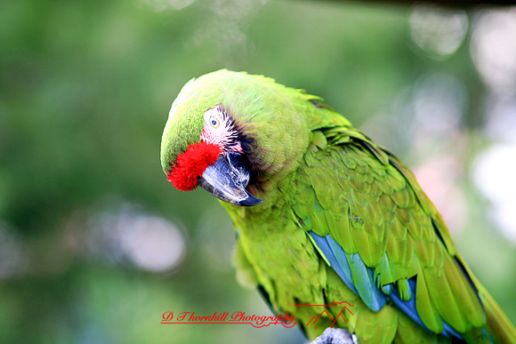 saginaw-zoo_10