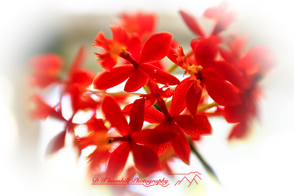 florida-2009-flowers_19.jpg