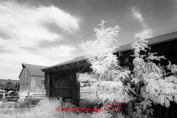 infrared-2009-architecture_51.jpg