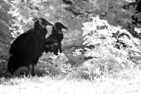 florida-2008-wildlife-infrared_11.jpg