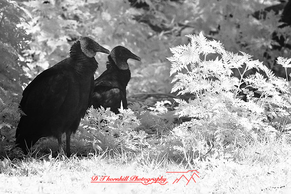 florida-2008-wildlife-infrared_11.jpg