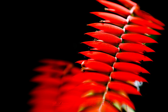 florida-2009-flowers_13.jpg