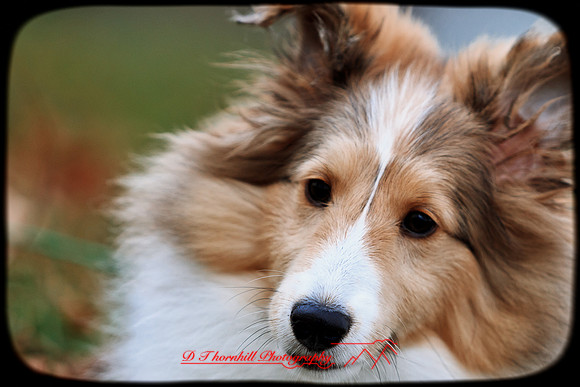 willy-2011-8-nas