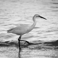 florida-march-2016-025