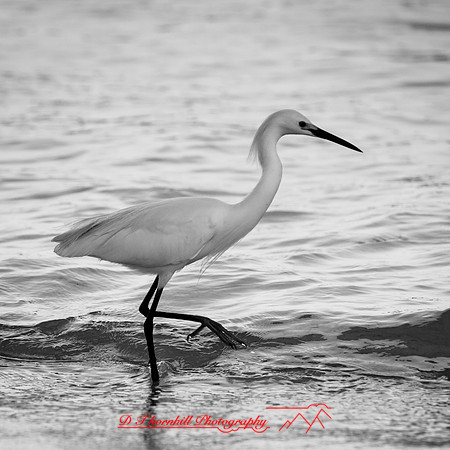 florida-march-2016-025