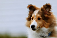 willy-2011-2-nas