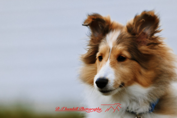 willy-2011-2-nas