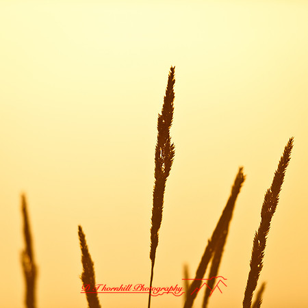 shaiawasses-may-2013-25