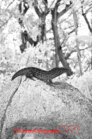 florida-2008-wildlife-infrared_35.jpg
