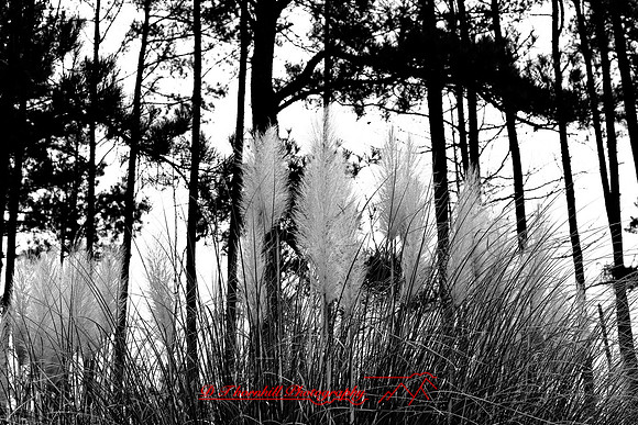 assorted_images-2007_100