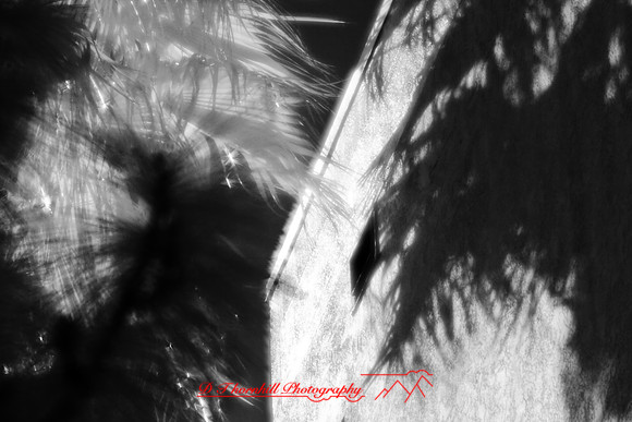 florida-2008-images-infrared_06.jpg