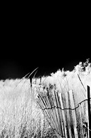 tawas-state-park-infrared-2008_006