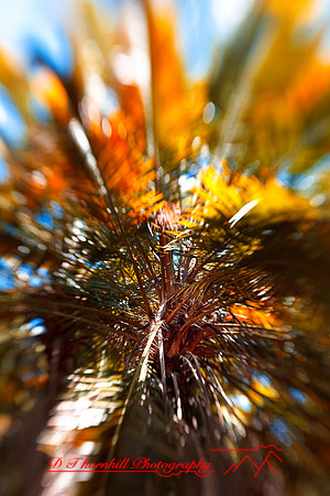florida-2009-nature_30.jpg