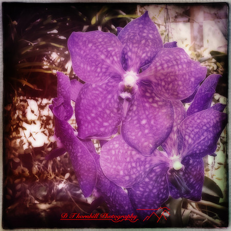florida-2014-iphone-flowers-007-nas